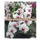 Beautiful flower Phalaenopsis Orchid White Flower & Red Center Plant