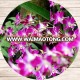 Dendrobium Orchid