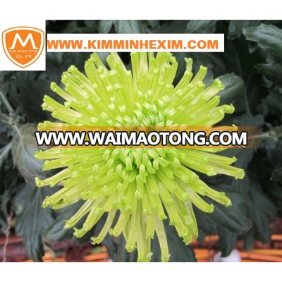 Chrysanthemum Flower