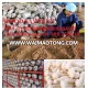 WOOD SAWDUST- CORN COB MEAL FOR MUSHROOM CULTIVATION